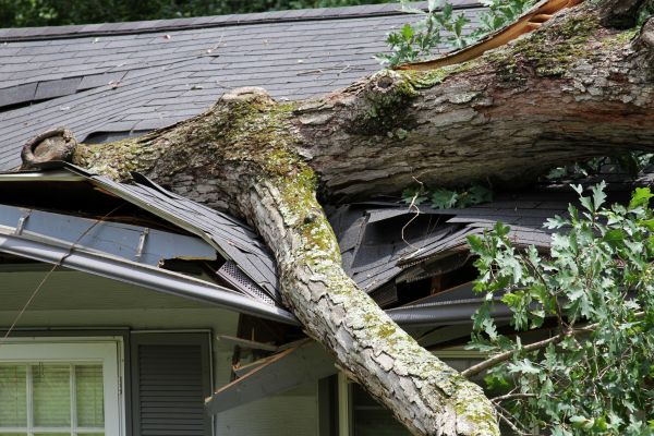 Storm Remediation in Chula Vista